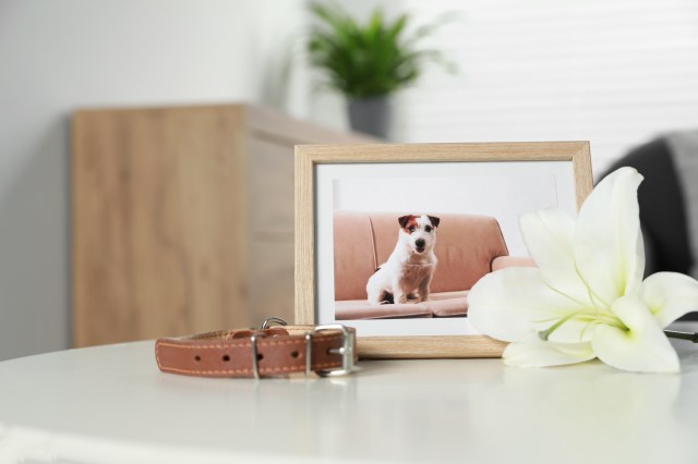 Choosing the Right Pet Burial Service: Factors to Consider